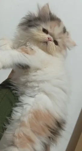Gato persa show fêmea tricolor