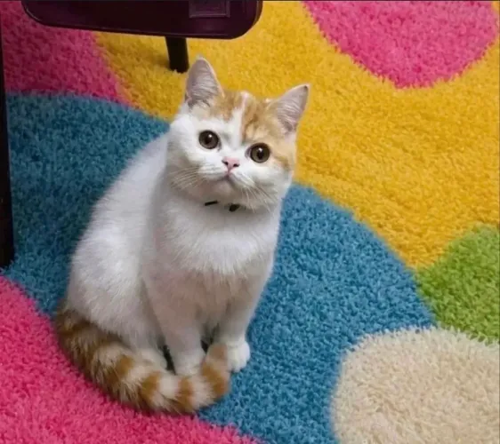British macho bicolor. Com pedigree! 