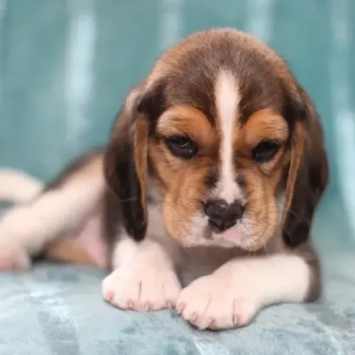 Filhotes de Beagle | Uma companhia para muitos momentos!