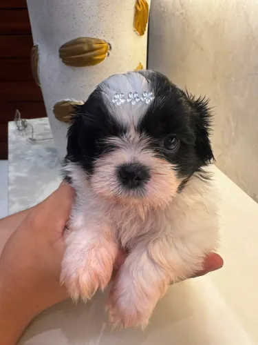Filhotes Shih Tzu já disponível!