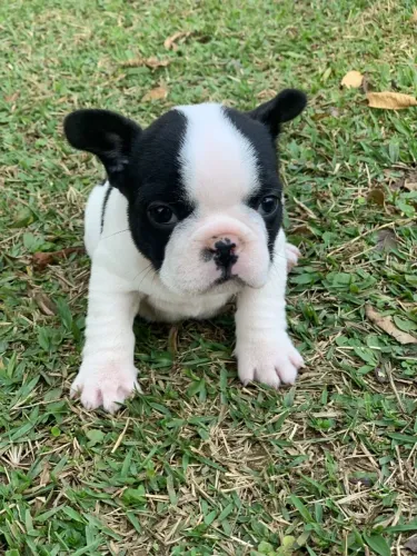 Bulldog Francês Filhote | 1ª Vacina + Garantia em Contrato