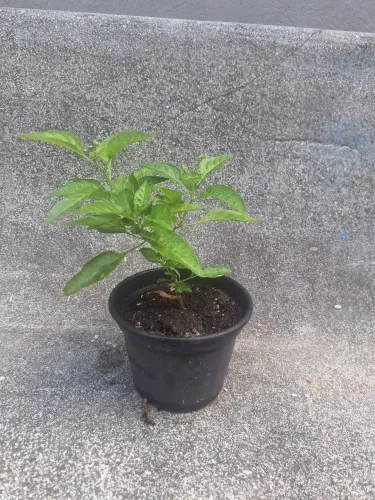 Muda Pimenta Malagueta