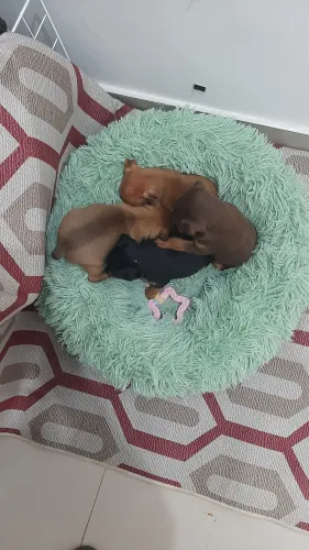 Cachorro pinscher disponível super saudável motivo da venda pra arcar as dívidas na vet