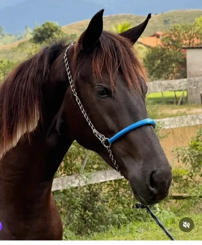Cavalo M.marchador