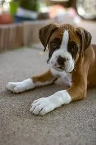 Boxer Protejo quem amo com alegria.