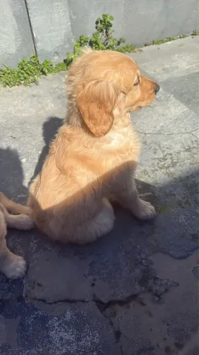 Golden 