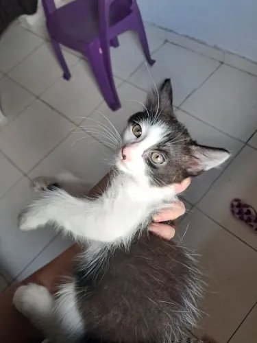2 Gata fêmea disponível 