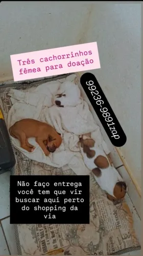 Três cachorros fêmea para doação raça box com vira-lata tem que vir buscar