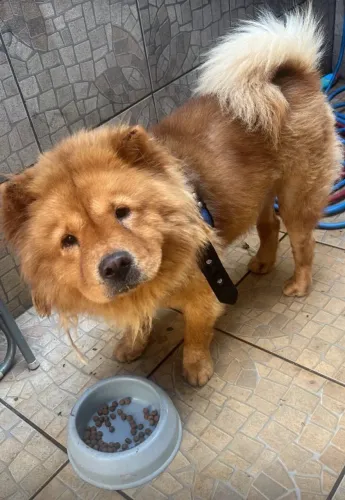 Macho Chow Chow