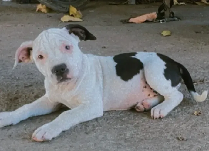 Vendo dois filhotes de pitt monster 
