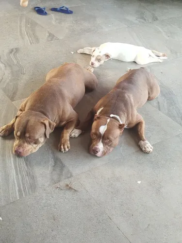 PIT MONSTERS FÊMEA DISPONÍVEL