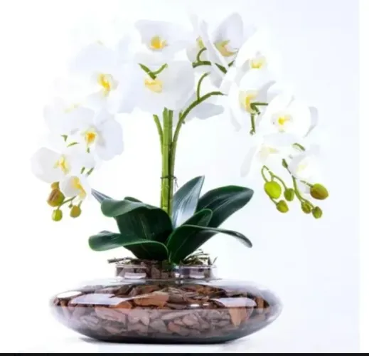 Arranjo com 4 Orquídeas brancas - com terrário