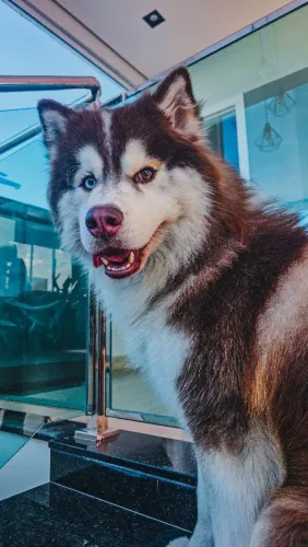 Husky macho para cruzar