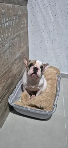 Vendo Lindo Buldog Francês