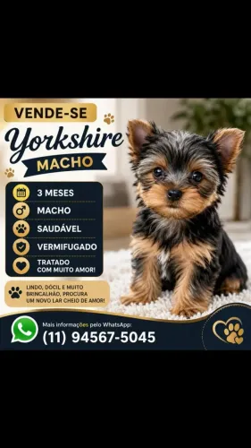 Vende-se um yorkshire puro com 3 messes de vida