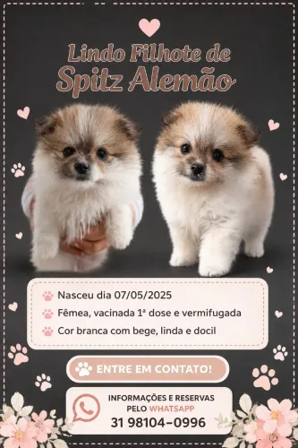 Sptiz Alemão