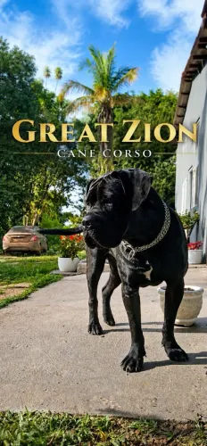 Cane Corso Filhotes Alto Padrão CBKC