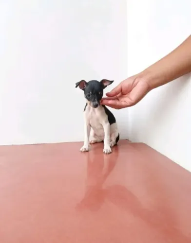 Pinscher Macho Saudável e Esperto