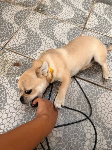 Vendo P U G filhote fêmea 