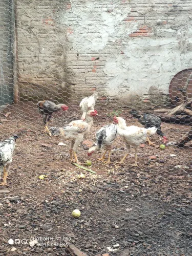 Frango/galinha caipira