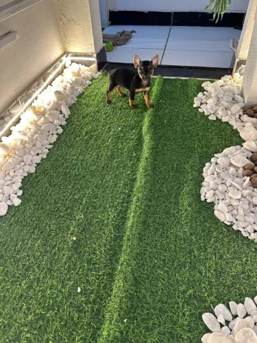 Pinscher fêmea zero