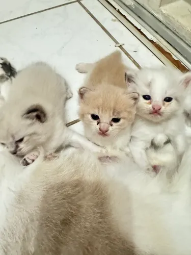 Gatinhos persas 