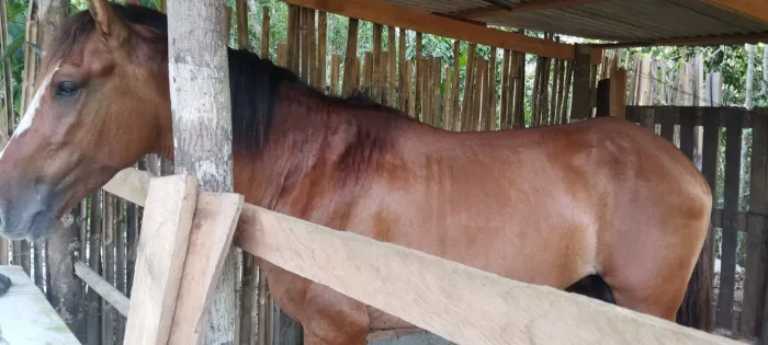 Cavalo crioulo a venda 