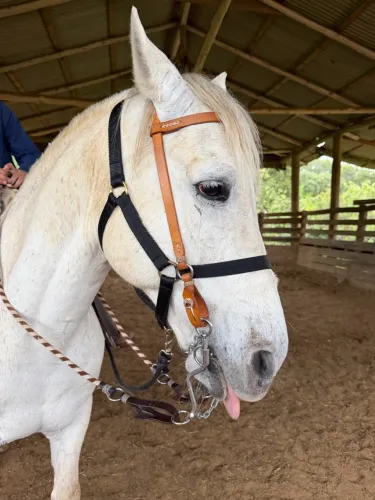 Lindo Cavalo Crioulo Tordilho - Ótima Oportunidade