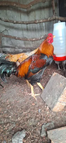 Galo da Terra