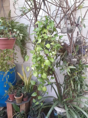 Planta natural 