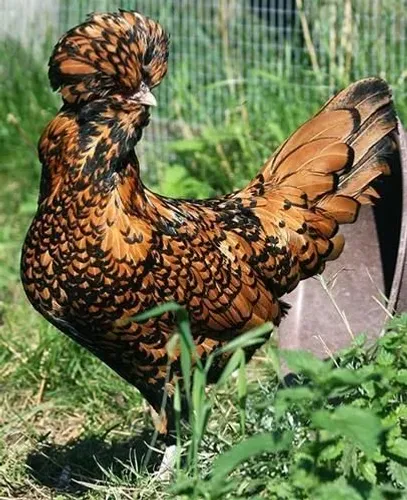 Galinha Polonesa