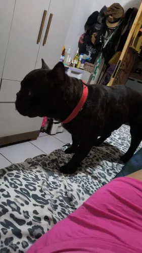 Vendo budogue francês macho com 8 meses .com todas as vacinas em dias e vermífugo tbm