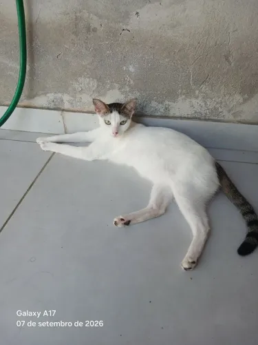Estou doando uma gata castrada, motivo viagem .