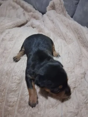 Filhote Pinscher 