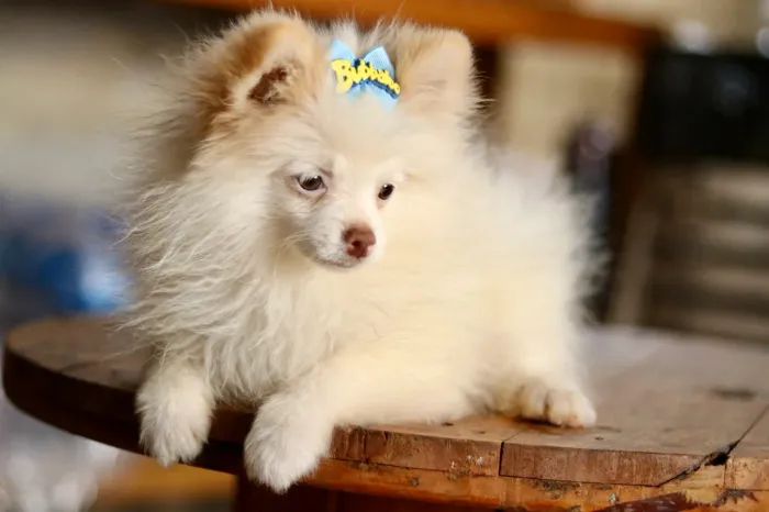 SPITZ ALEMÃO LULU DA POMERANIA 