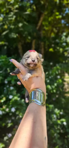 Luluzinha Laranja Perfeitinha