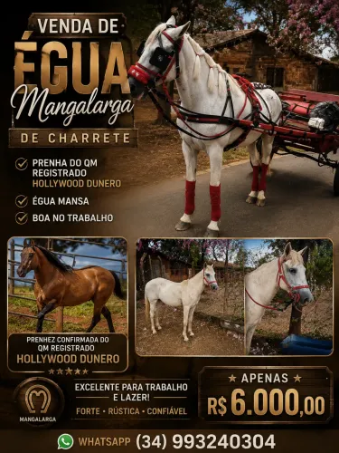 Égua mangalarga 