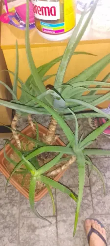 Babosa medicinal mudas