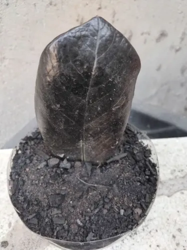 zameocuca preta