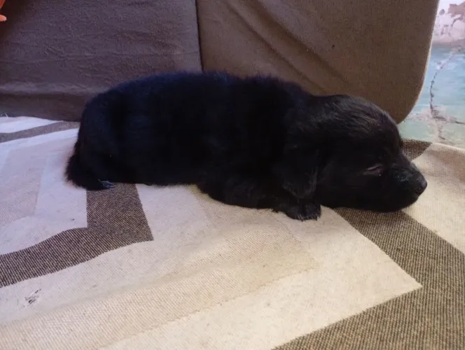Vendendo filhote de Chow Chow com vira-lata tudo preto macho