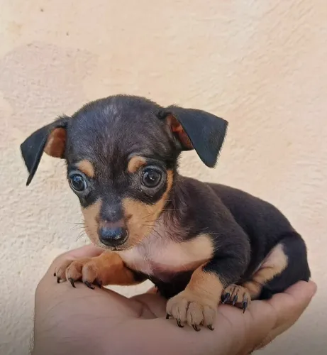 Pinscher Zero (macho)