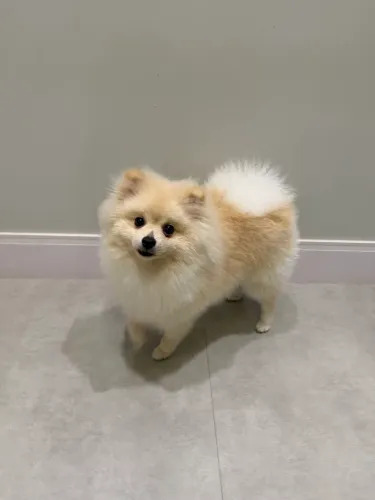 Doa Spitz Alemão