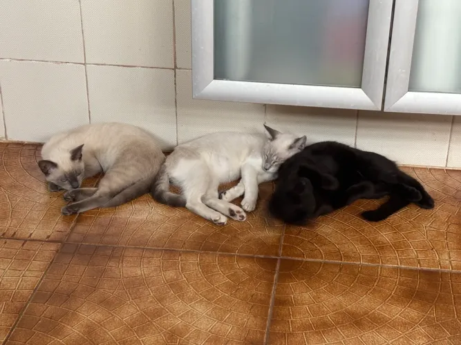 Irmãos gatinhos