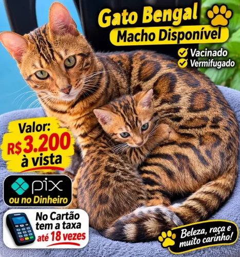 Bengal (macho) disponível