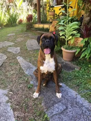 labrador x Boxer