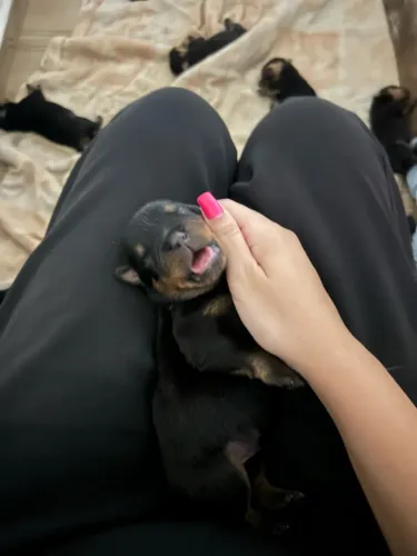 Cachorro rottweiler