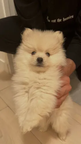 Lulu da Pomerânia