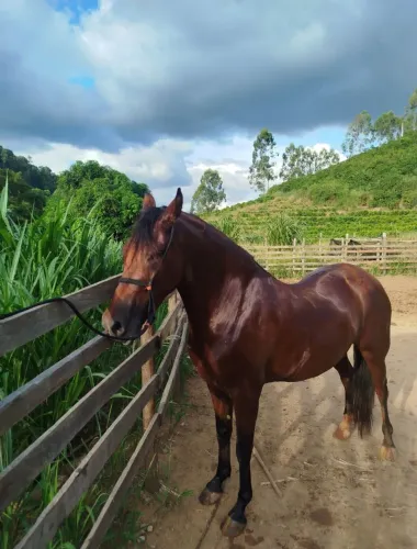 Cavalo