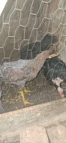 Galinha caipira a venda