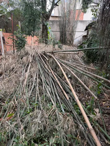 Doação de bambu 